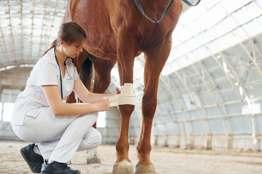 Trabajador de la cría de caballos