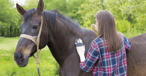 Cuidador de Caballos