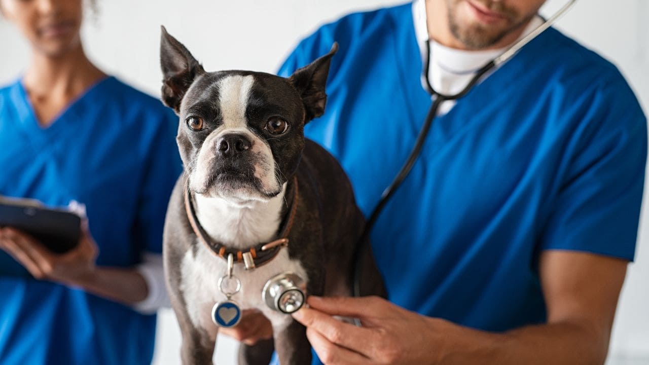 Veterinario