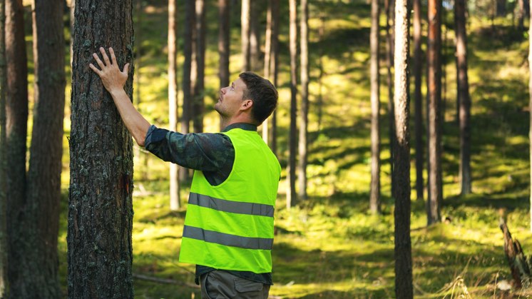 Forestal