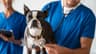 Veterinari