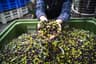 Auxiliar en almazaras y bodegas
