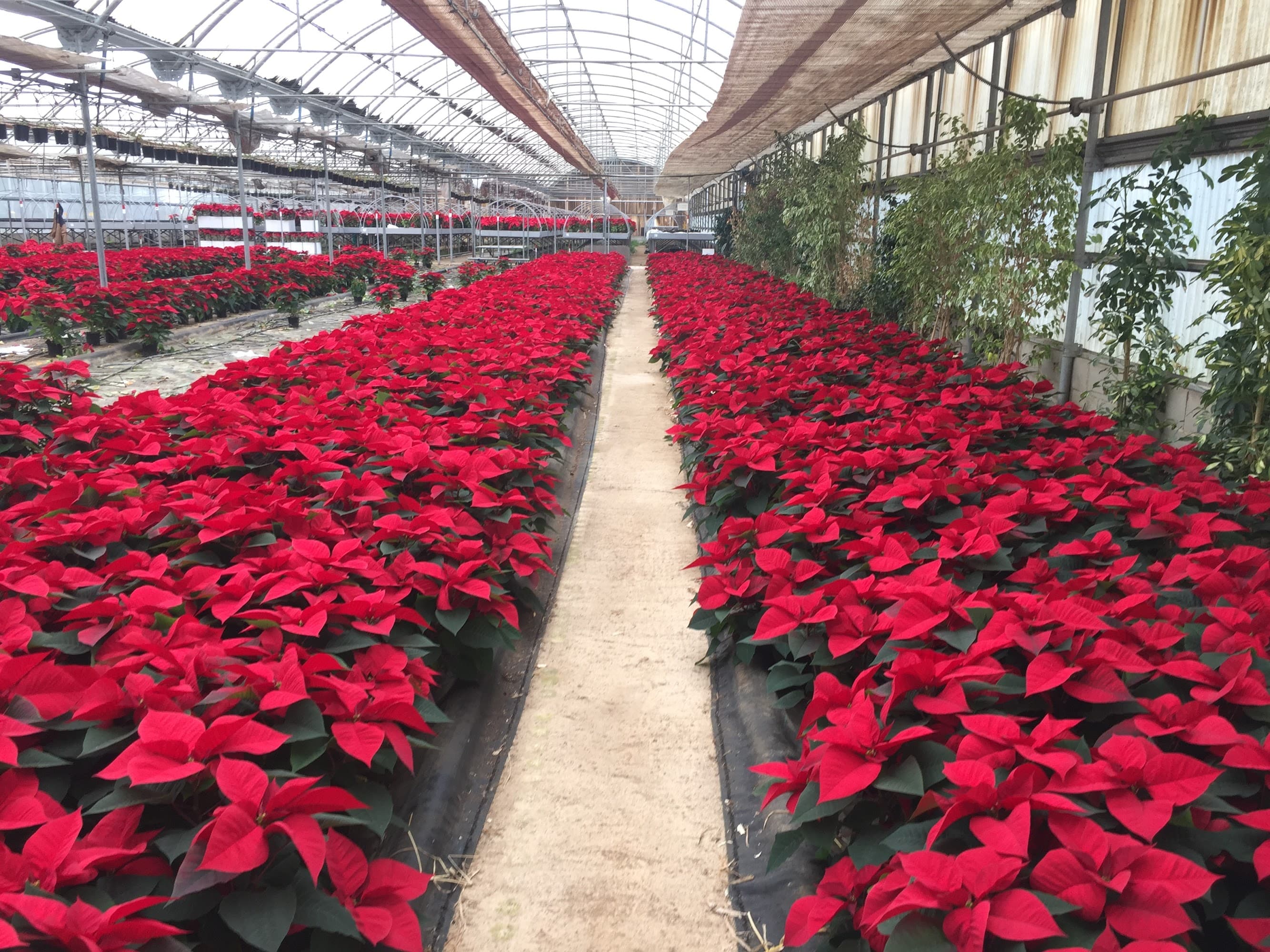 Foto secundaria del campus Institut d'Horticultura i Jardineria