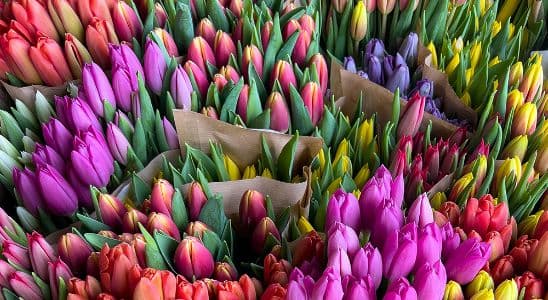 Técnico en Jardinería y Floristería