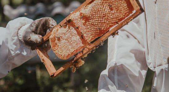 Tècnic en Producció Agroecològica