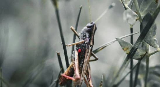 Tècnic en Sanitat Ambiental Aplicada