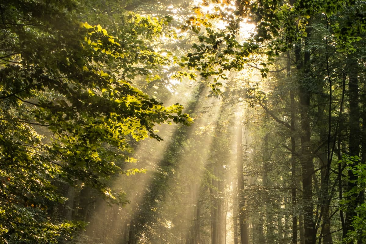 Ingeniería Forestal y del Medio Natural