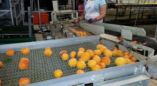 Tècnic Superior en Processos i Qualitat en la Indústria Alimentària