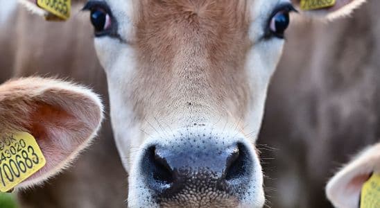 Tècnic en Producció Agropecuària