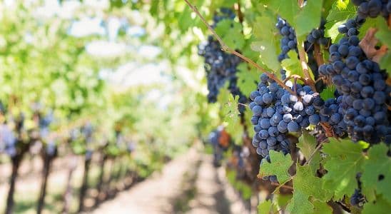 Técnico Superior en Vitivinicultura