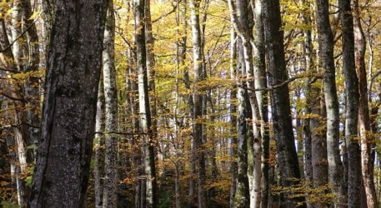 Aprofitaments Forestals
