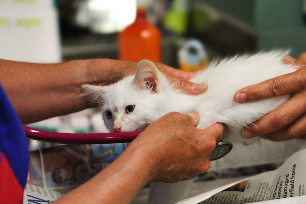 Veterinaria