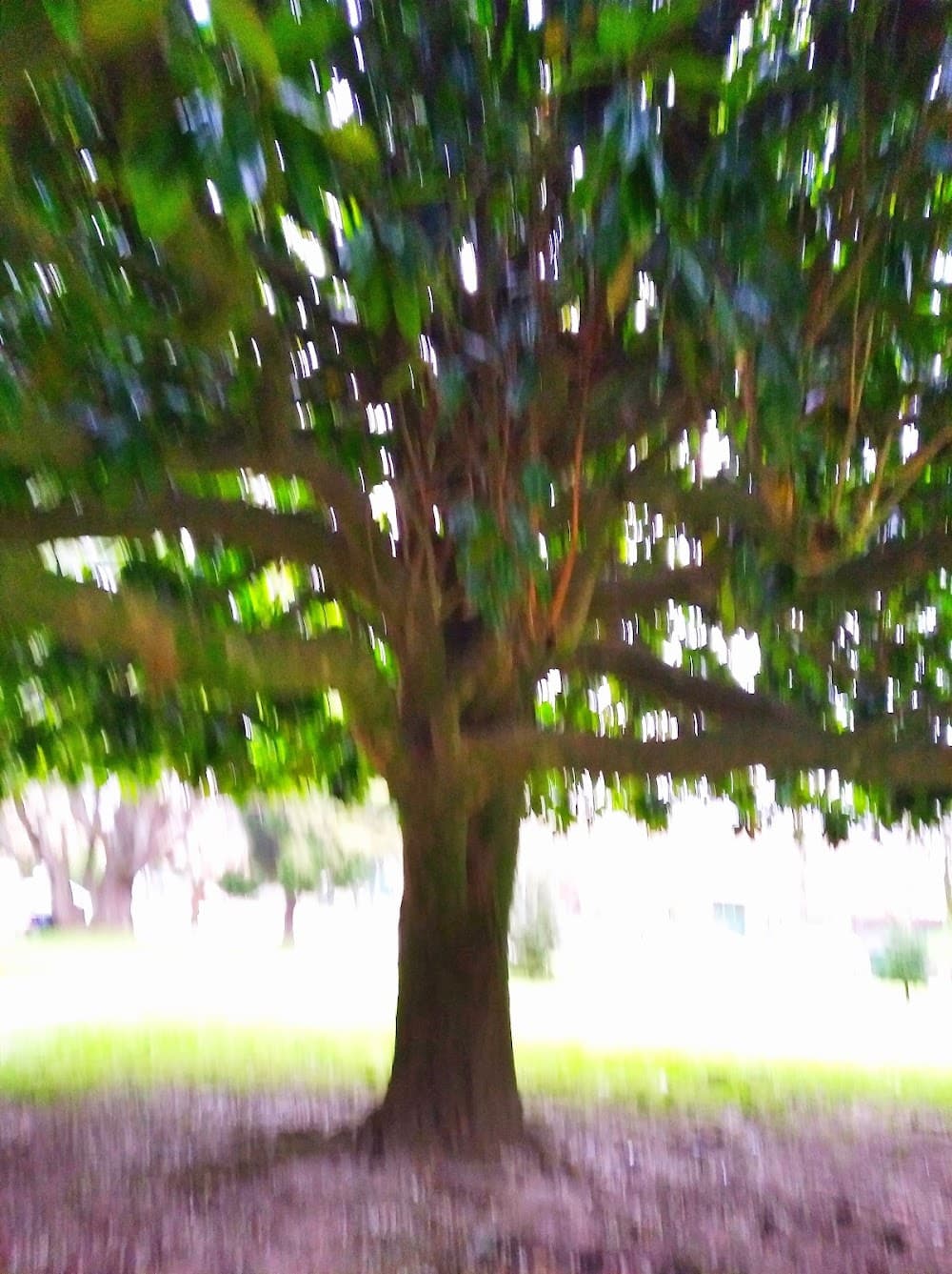 Foto secundaria del campus Arcebispo Xelmírez I