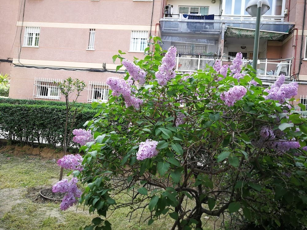 Sistemes Microinformàtics I Xarxes a Los Navalmorales (Los Navalmorales): foto 3