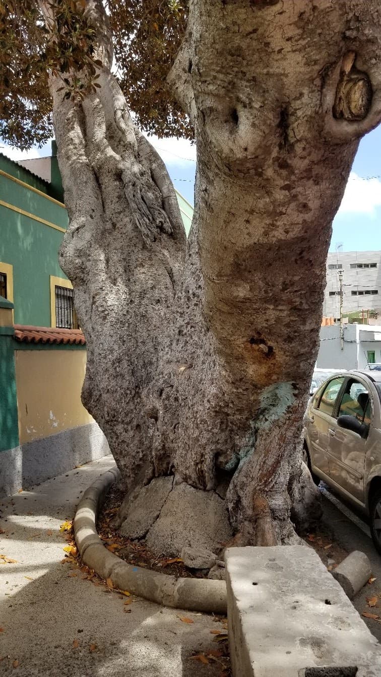 Sistemes Microinformàtics I Xarxes a San Juan Bosco (San Juan Bosco, Las Palmas De Gran Canaria): foto 3
