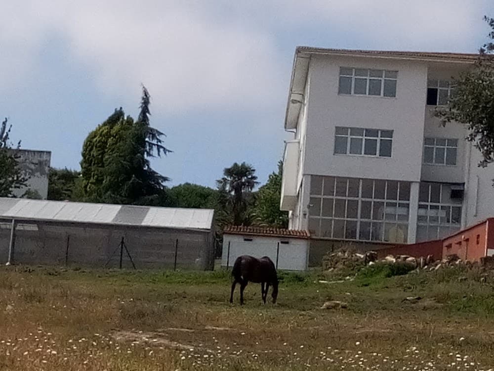 Cocina Y Gastronomía en Agarimo (Agarimo, Laxobre): foto 5