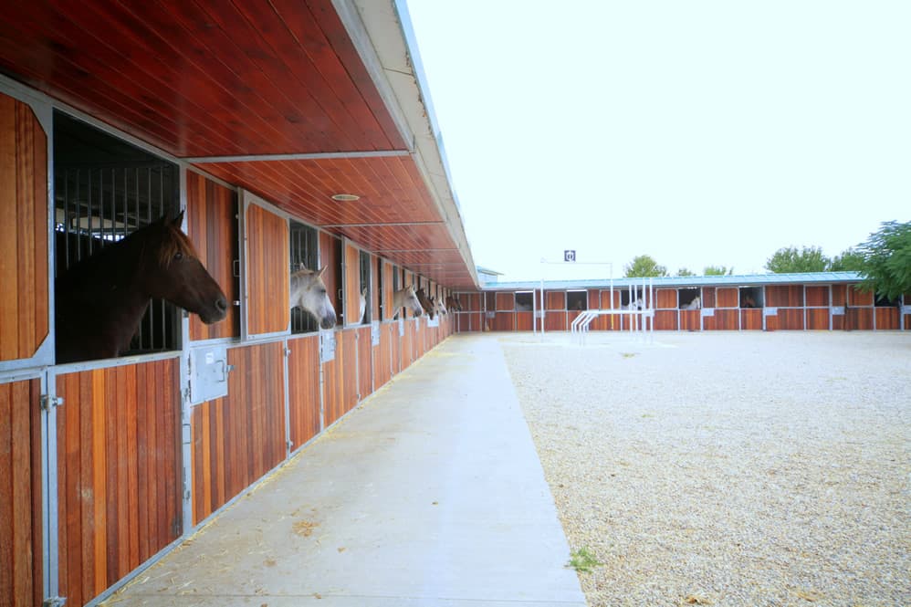 Guia En El Medi Natural I De Temps De Lleure a Centro De Formacion De Enseñanzas Profesionales Las Cadenas (Centro De Formacion De Enseñanzas Profesionales Las Cadenas, Camarma De Esteruelas): foto 5