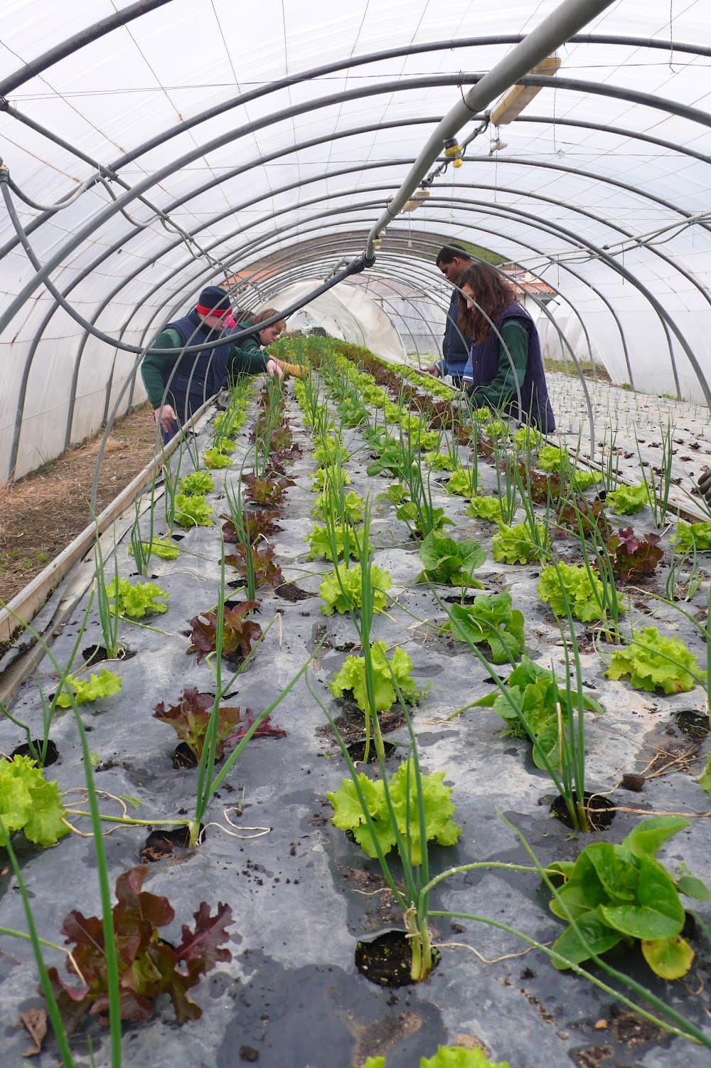Foto secundaria del campus Agroforestal