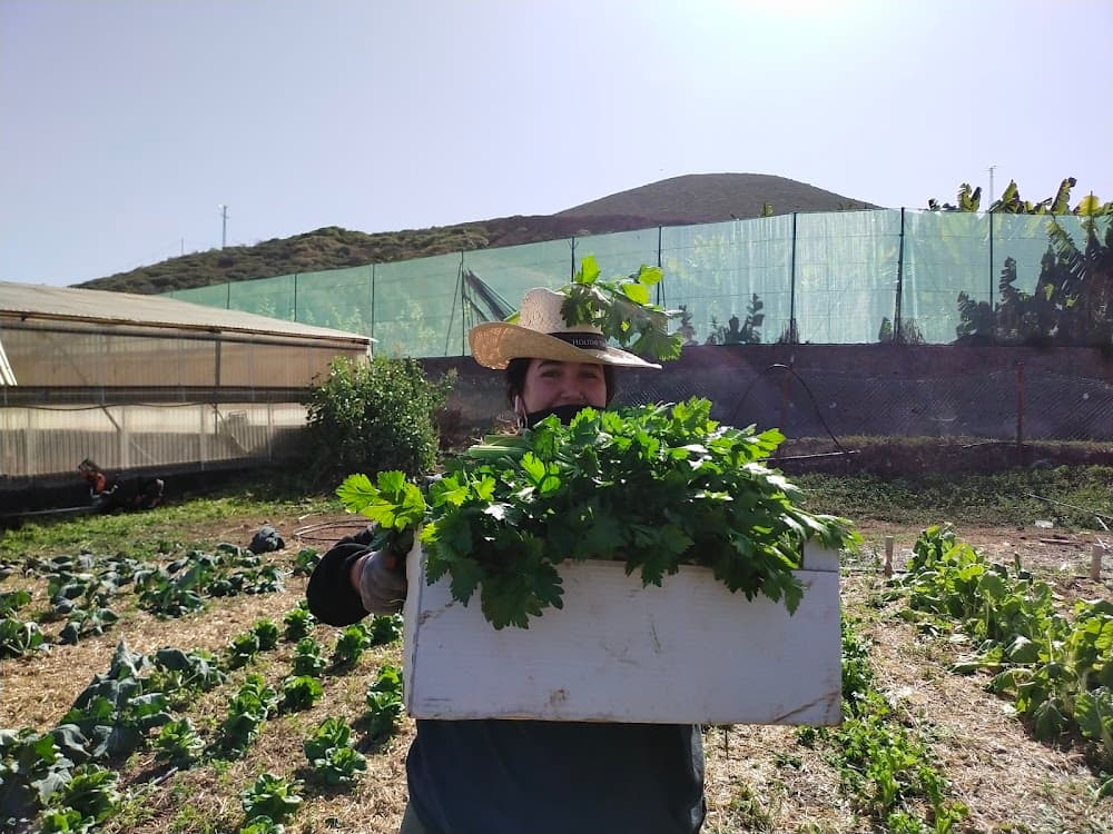 Paisajismo Y Medio Rural en Arucas (Arucas): foto 2