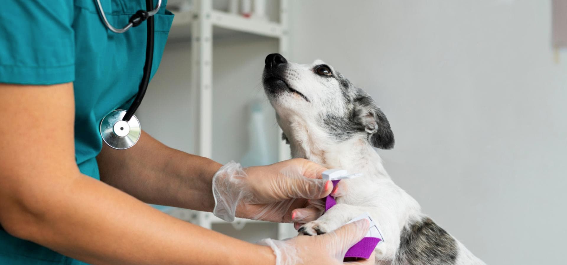 Veterinaria
