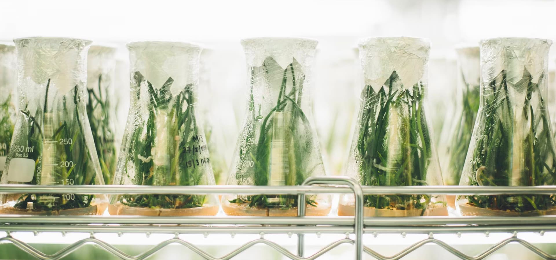 Ciencia y Tecnología de los Alimentos en UCAM (Facultad de Ciencias de la Salud, Guadalupe): foto 1