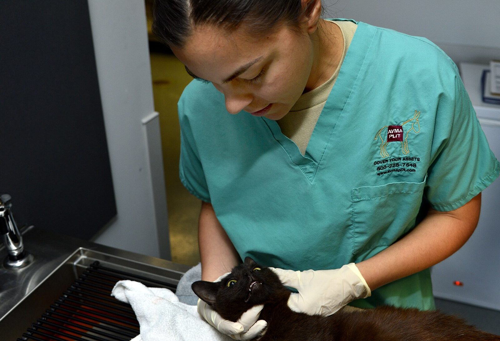 Veterinario Clínico de Pequeños Animales