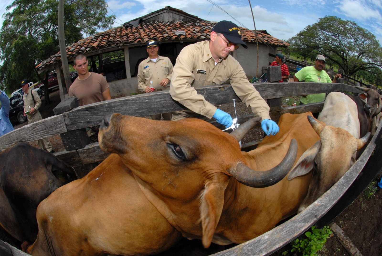 Veterinario de Animales de Producción